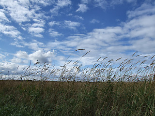 Image showing Beautiful sky and wild grass