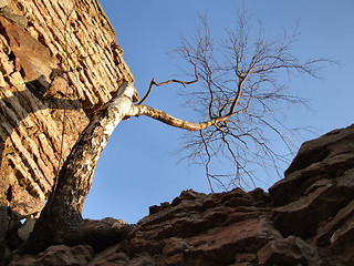 Image showing Dead birch tree and a wall