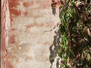 Image showing Wall and vine background