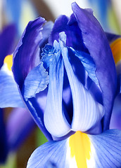 Image showing Iris Background