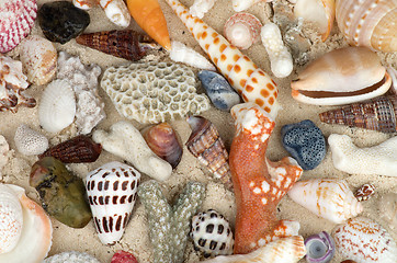 Image showing Ocean Shell Background