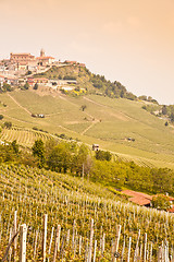 Image showing Tuscany vineyard