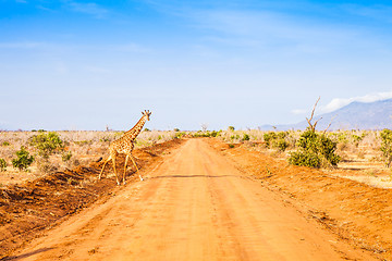 Image showing Free Giraffe in Kenya