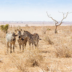 Image showing Zebras looking to the camera