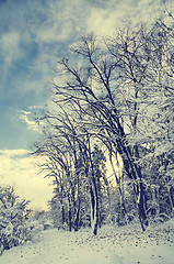 Image showing Winter Landscape