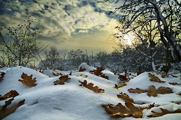 Image showing Winter Landscape