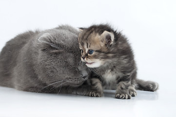 Image showing mother cat with kitten