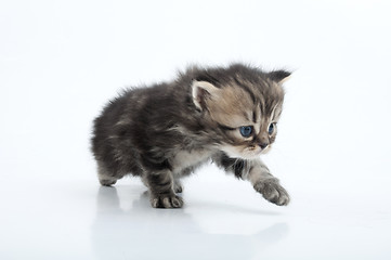 Image showing small Scottish straight kitten walking towards
