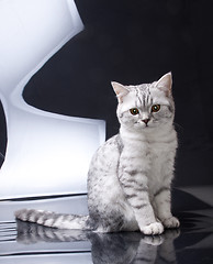 Image showing silver tabby Scottish fold kitten 