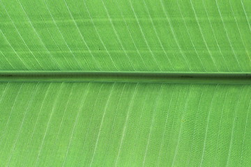 Image showing banana leaf detail