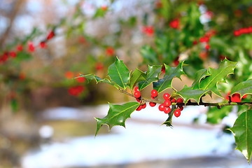 Image showing common holly berries