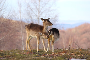 Image showing deer doe and calf