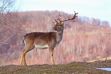 Image showing deer stag in a glade