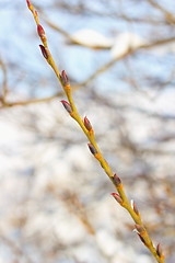 Image showing emerging buds in late winter