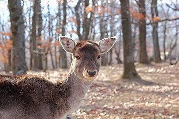 Image showing fallow deer doe portrait