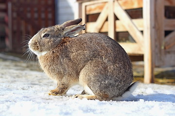 Image showing fat brown hare