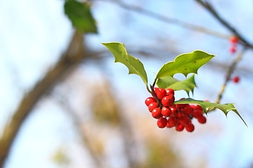 Image showing common holly red berries 