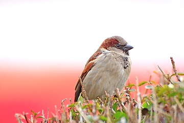 Image showing juvenile passer domesticus