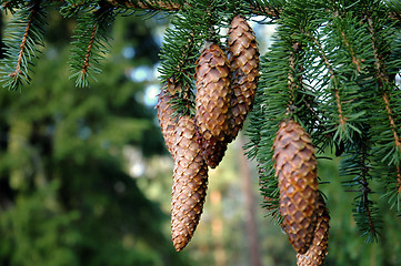 Image showing Cones