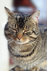 Image showing portrait of a lazy cat