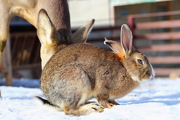 Image showing rabbit at an animal park