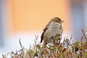 Image showing young house sparrow