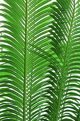 Image showing texture of palm tree leaves