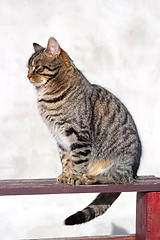 Image showing striped cat on the fence