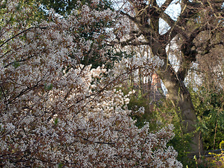 Image showing Blossom