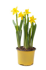 Image showing Yellow narcissus in the pot
