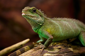 Image showing Iguana