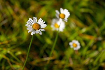 Image showing Flowers