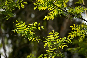 Image showing Leaves