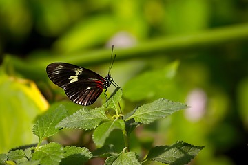 Image showing Butterfly