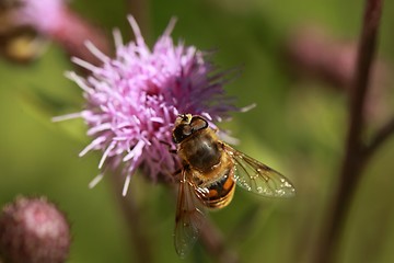 Image showing Bee on flower