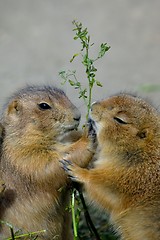 Image showing Prairie Dogs