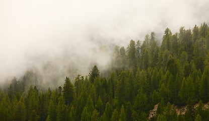 Image showing Foggy forest