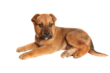 Image showing tan puppy laying down