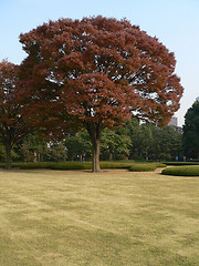 Image showing autumnal tree