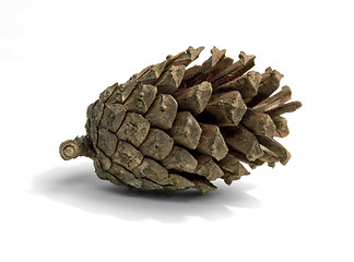 Image showing pine cone