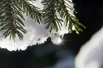 Image showing snowy fir twig