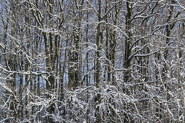 Image showing forest detail at winter time