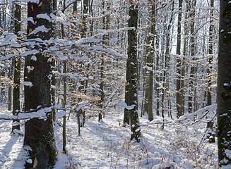 Image showing snowy forest