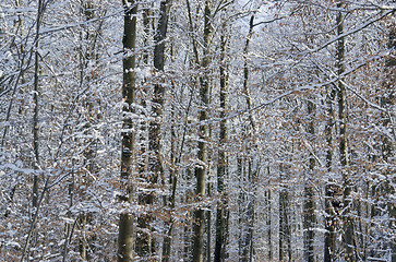 Image showing forest detail at winter time