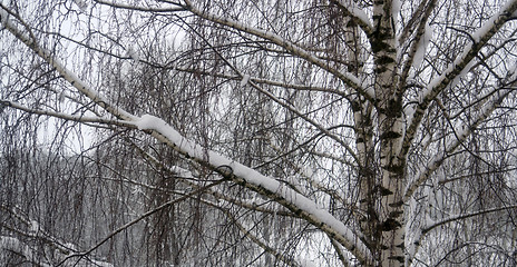 Image showing forest detail at winter time