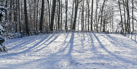 Image showing snowy forest