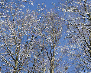 Image showing tree detail at winter time