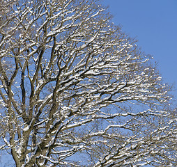 Image showing tree detail at winter time