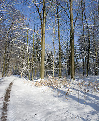 Image showing snowy forest