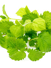 Image showing Mint and Lemon Balm